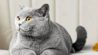 Cat beautiful 2