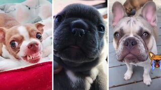 Funny Dog Videos ???? YOU LAUGH YOU LOSE! ???? (2023)
