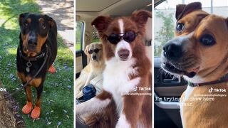 You Laugh You Lose ???? Funniest Dogs and Puppies ????