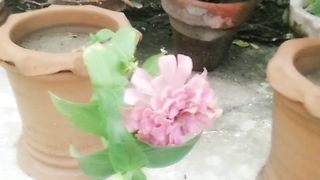 Beautiful plants 2