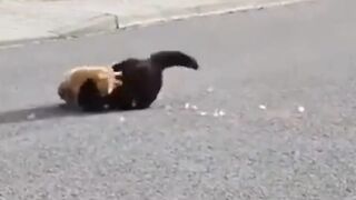 Angry Cat - Street Fighting Cats #viral