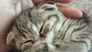 Sleeping Cat 3