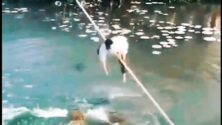 Acrobatic crocodile