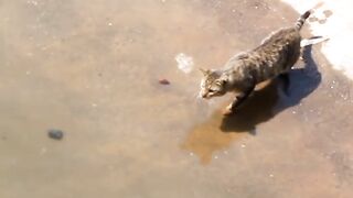 Fish and cat