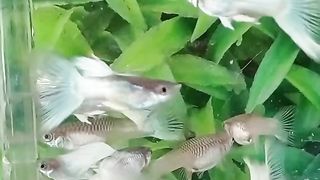 Fishh 3