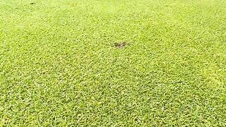 Pembuatan lubang pada lapangan bola golf