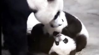Anak panda lucu
