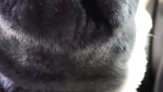 Funny Dog Videos ???? YOU LAUGH YOU LOSE! ????