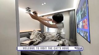 Belle maison pour chat