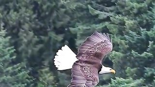 The best Animal