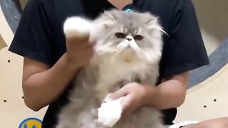 Kucing kesurupan jin