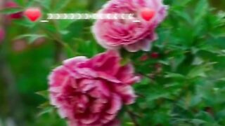 Hazrat Ali quotes in Urdu 31