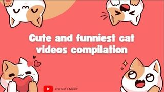 The Playful Antics of Cute Cats and Kittens