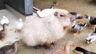 the Duck