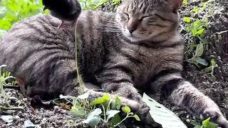 Chicks enjoye with Cat