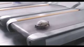 Turtle workout