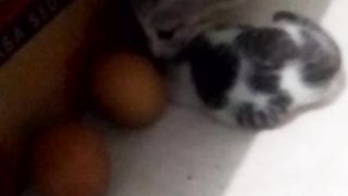 Animal lovers 58