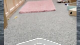 Hungry cat 2