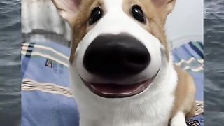 Dog with filter app