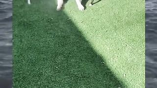 Funy pet