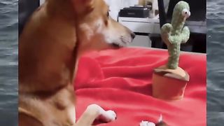 Funy dog haha