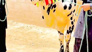 Dhani breed king of bulls at Al-Karam Cattle Farm