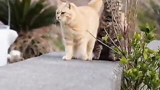 Greetings between cats
