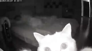 Cat noticing pet camera