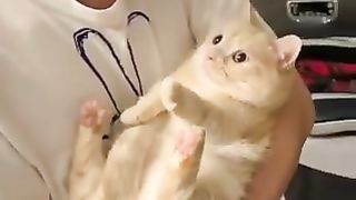 Rejecting Cats