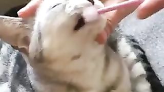 Cats that don't like to brush their teeth