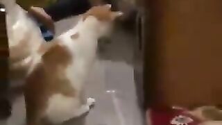 Cat startled by sound