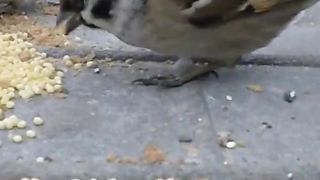 Beautiful birds really