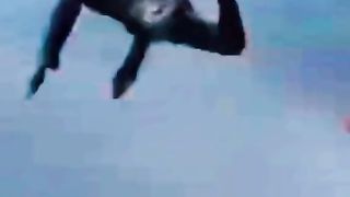 dog chasing video