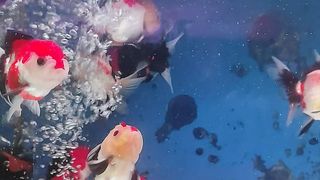 Panda chef fish by ntas76