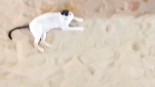 Funny Stray Cat Video On Febspot to Watch