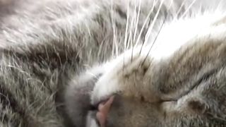 Perfectly Adorable: The Cat's Meow!!