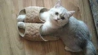 You Definitely Laugh, Trust me!! Funniest Cats Expression Video ???? - Funny Cats Life