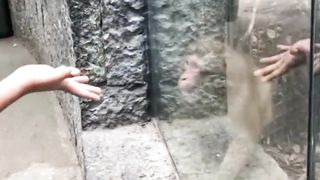 cute monkey 4