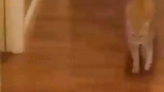 Funny Cat Video #funnycat #funnyvideo #viral