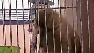 Punching parrot