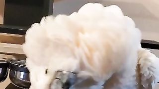 MY Parrot