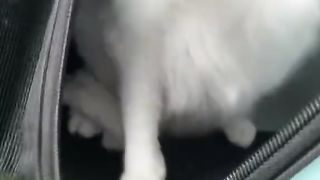 Crazy cat 2 #kucing #catlovers