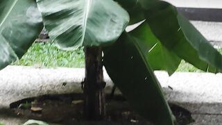 Banana tree by ntas76