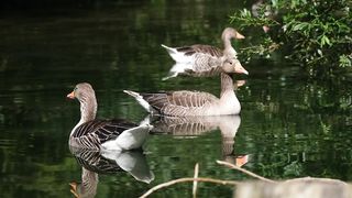 Swimming duck 2