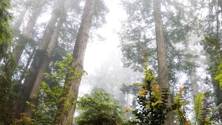 Quieting the Mind - A Journey Within, to Meet Your Soul – for meditation, relaxation and stress relief.