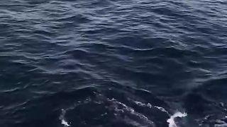 Ikan pari di laut biru