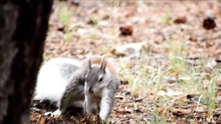squirrel is looking for food