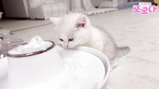Baby Cats - Cute and Funny Cat Videos 14