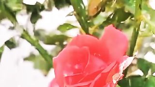 Love Never Dies #Love #Never #dies #lovestatus #nature #naturelove #whatsappstatus