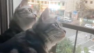 dogs and cats